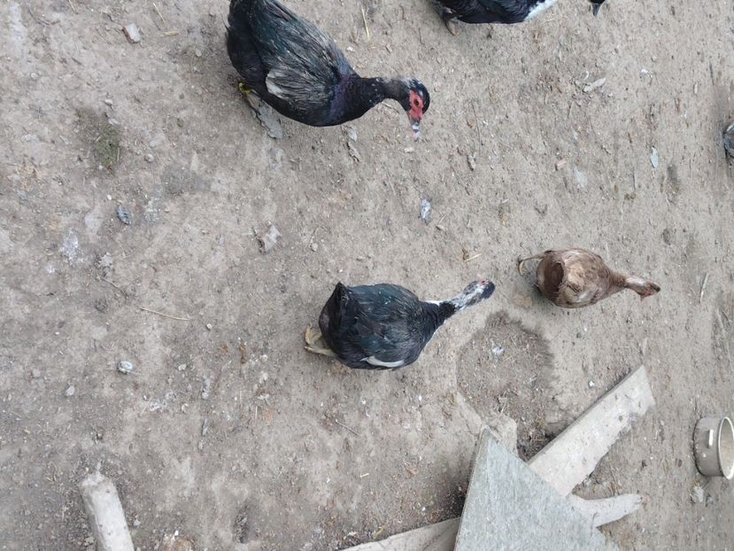  - Ratele mele leșești 3