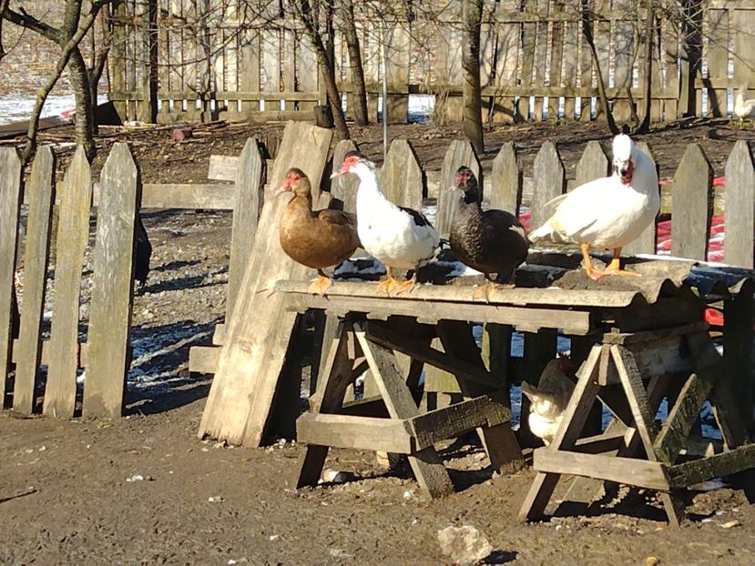  - Ratele mele leșești 3