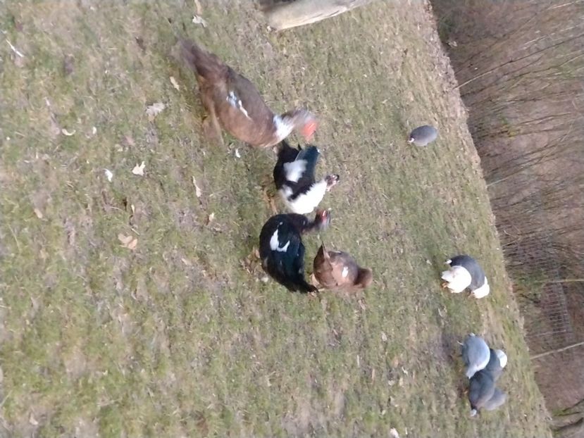  - Ratele mele leșești 3