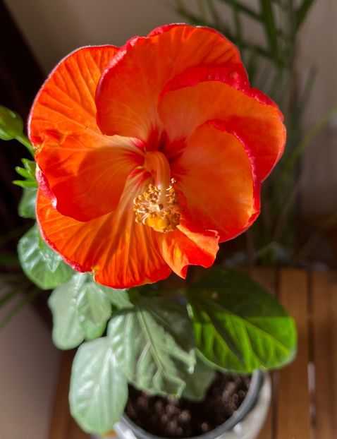  - Hibiscus