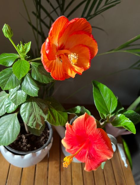2F464BC6-8440-4CAF-9810-D87873C018C9 - Hibiscus
