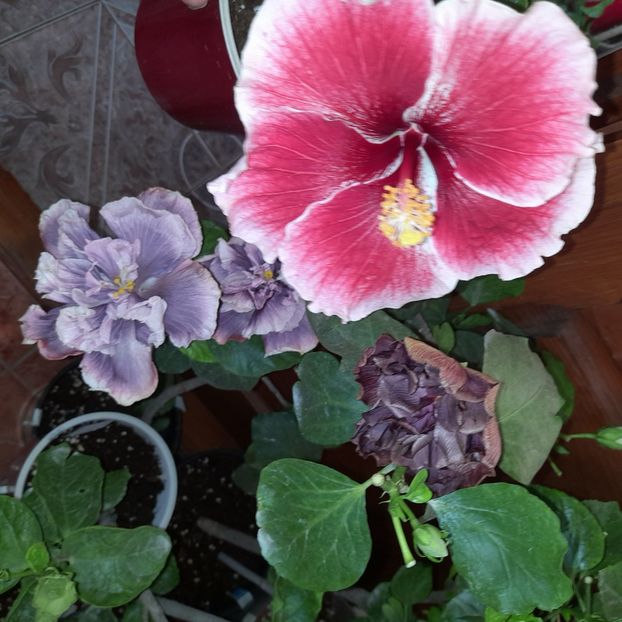 22.10.2022 - HIBISCUSI 2022-6