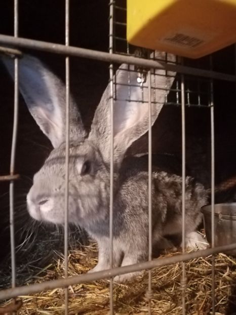  - Uriaș german chinchilla