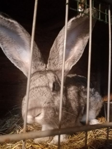  - Uriaș german chinchilla
