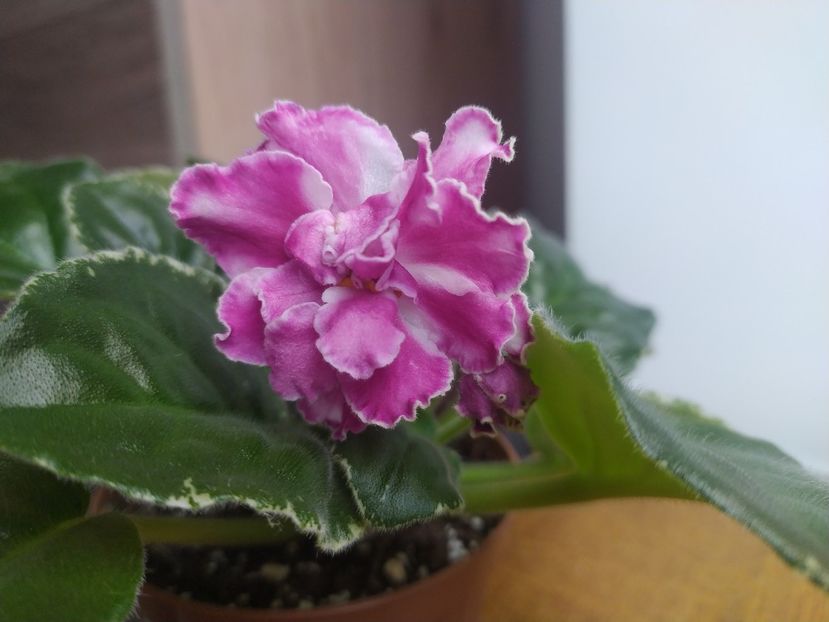 22 octombrie 2022 - VaT Britni