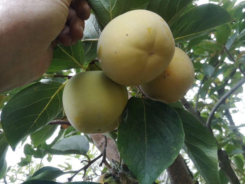 Vaniglia - Arbori fructiferi 2022