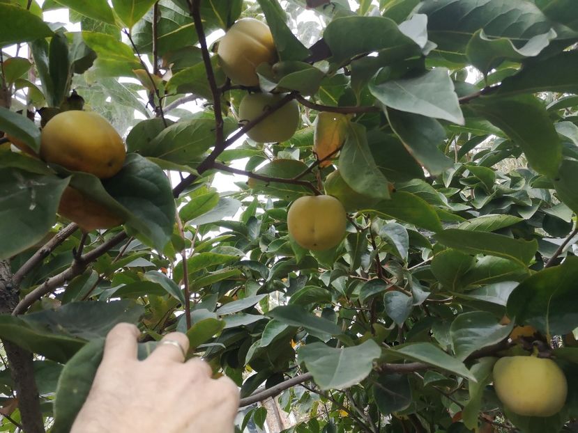 - Arbori fructiferi 2022
