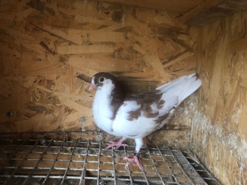 494/22 - 5- lot zbor 2022