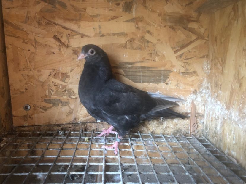 1158/14 - 5- lot zbor 2022