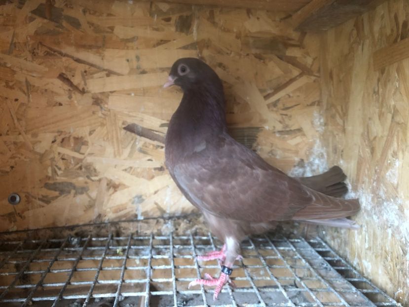 513/22 - 5- lot zbor 2022