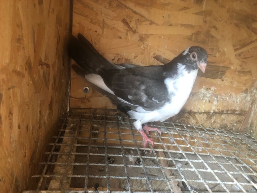 474/22 - 5- lot zbor 2022