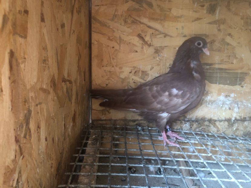 526/22 - 5- lot zbor 2022