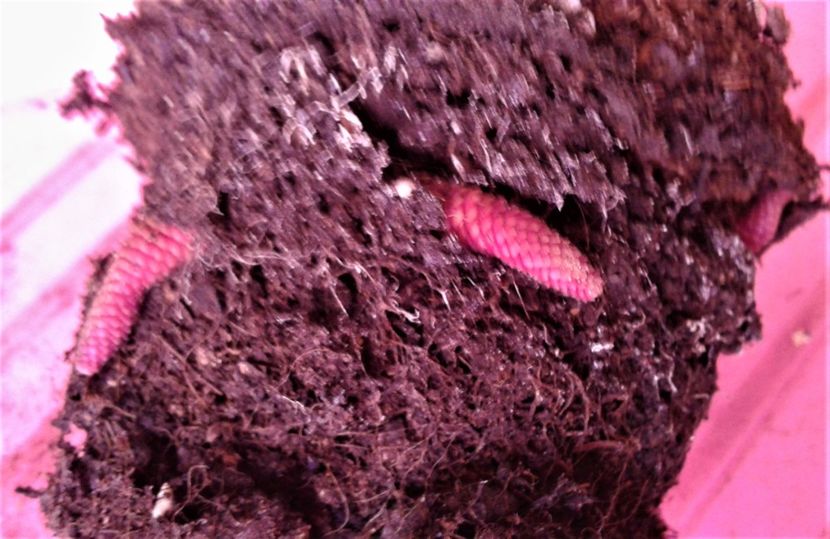 20221022_161110-3 - Rizomii de achimenes 2023 2024