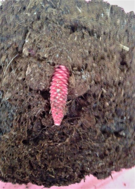 20221022_161127-4 - Rizomii de achimenes 2023 2024