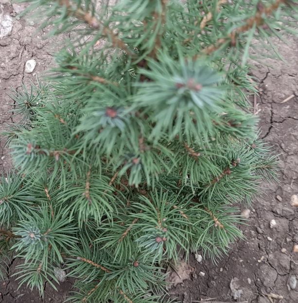  - 01 De prin curte si gradina