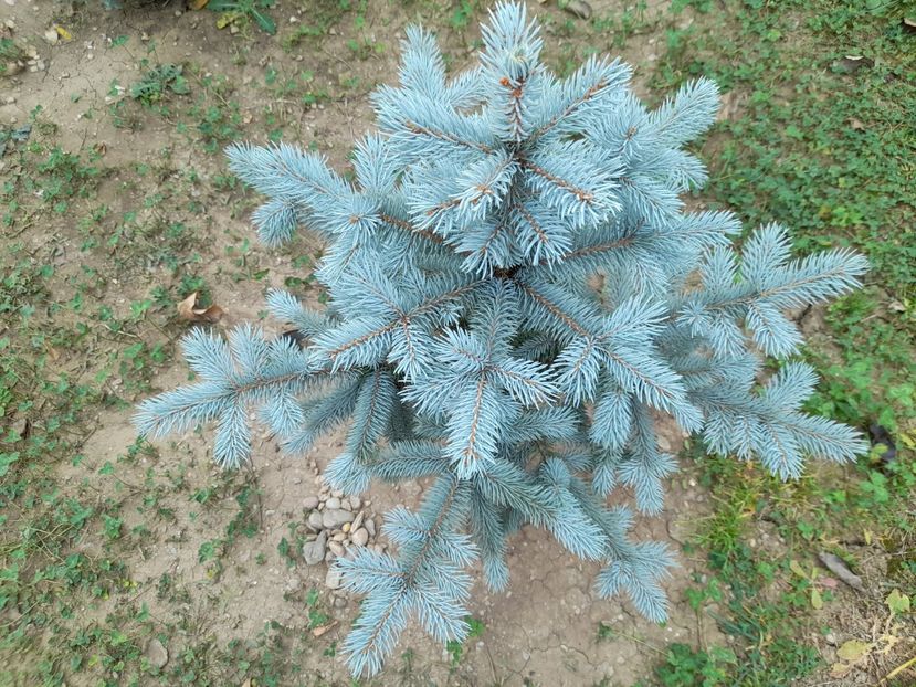  - 01 De prin curte si gradina