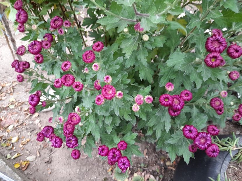  - 01 De prin curte si gradina