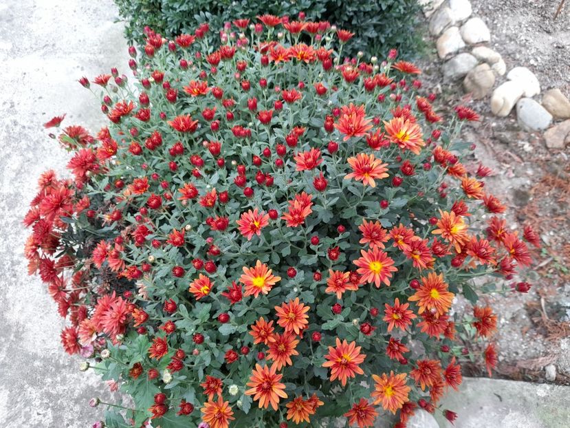  - 01 De prin curte si gradina