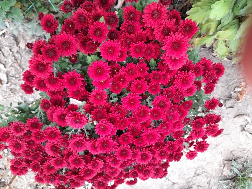  - 01 De prin curte si gradina