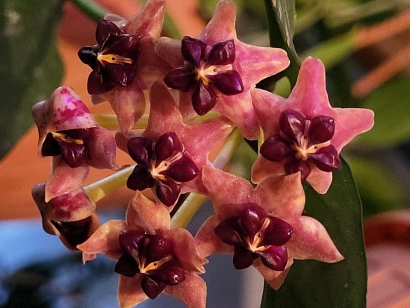  - Hoya lobbii orange