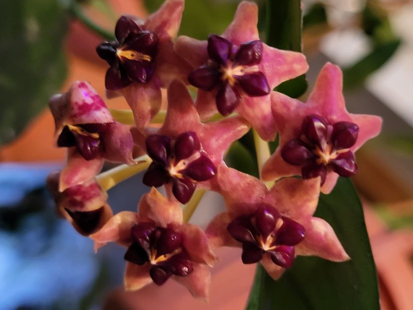  - Hoya lobbii orange