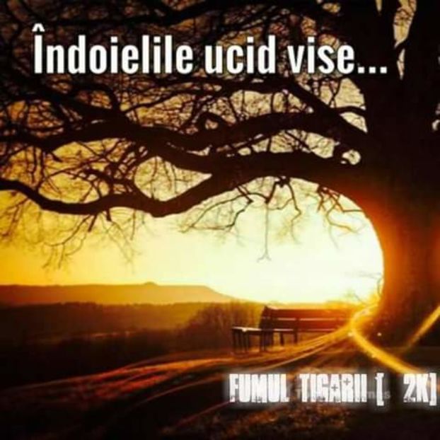  - citate