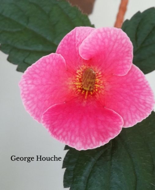 George Houche - George Houche
