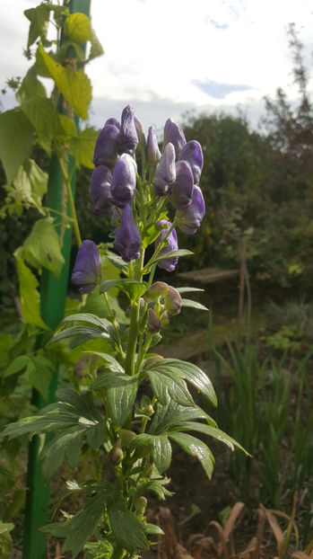 aconitum napellus (omag) - Gradina si terasa PrimaLuce_9-Hello 2022