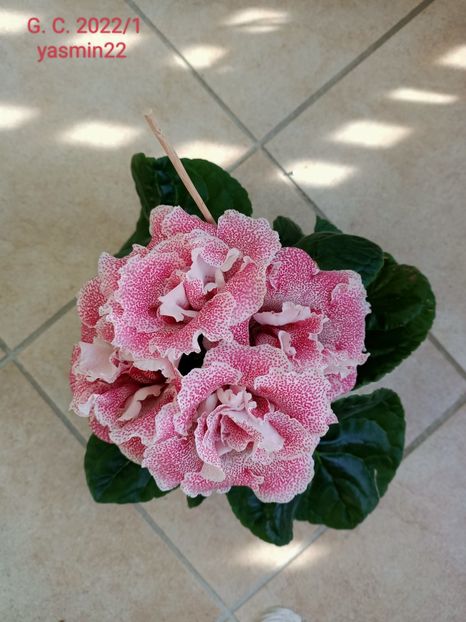 22.10.2022 - Gloxinia 2022