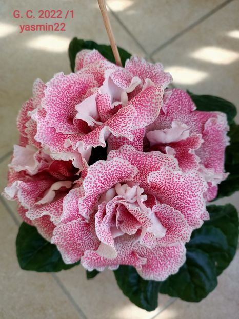 22.10.2022 - Gloxinia 2022