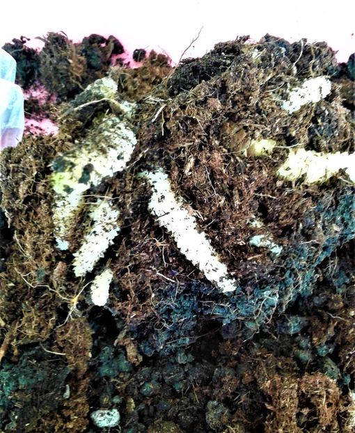  - Rizomii de achimenes 2023 2024