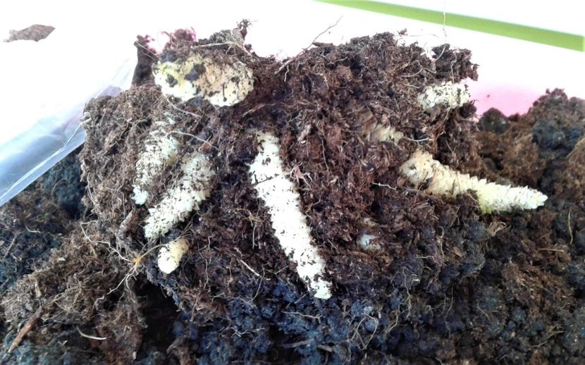  - Rizomii de achimenes 2023 2024