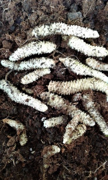  - Rizomii de achimenes 2023 2024