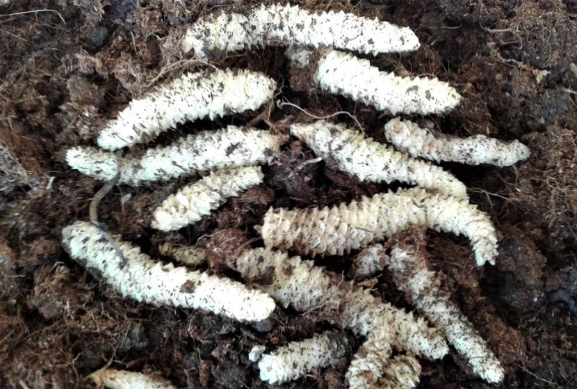  - Rizomii de achimenes 2023 2024