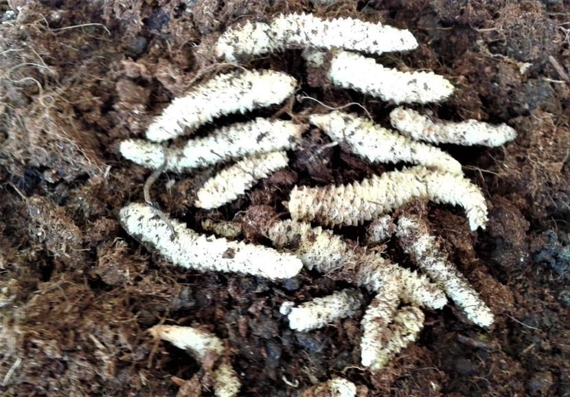  - Rizomii de achimenes 2023 2024