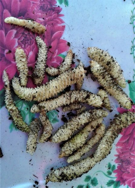  - Rizomii de achimenes 2023 2024