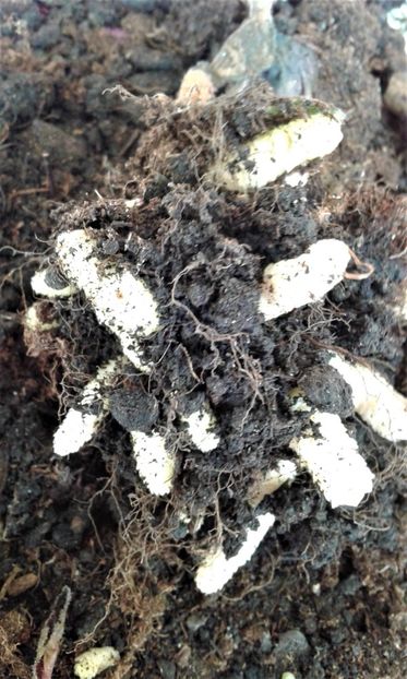  - Rizomii de achimenes 2023 2024