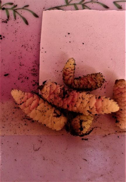  - Rizomii de achimenes 2023 2024