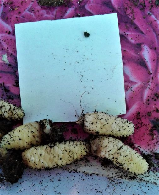  - Rizomii de achimenes 2023 2024