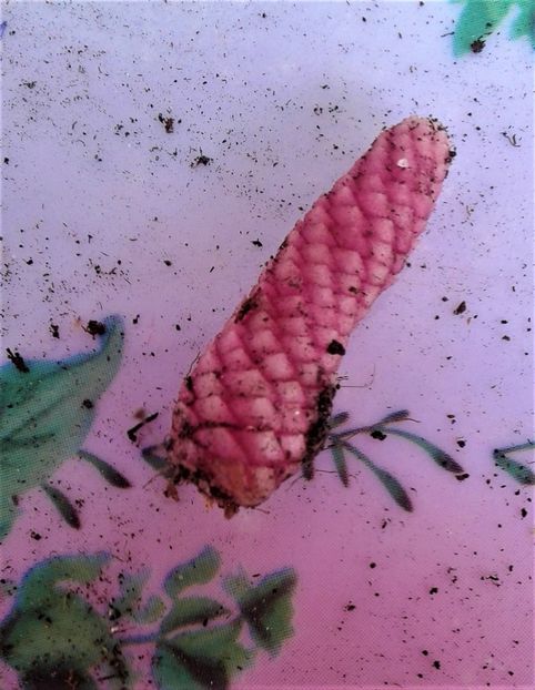  - Rizomii de achimenes 2023 2024