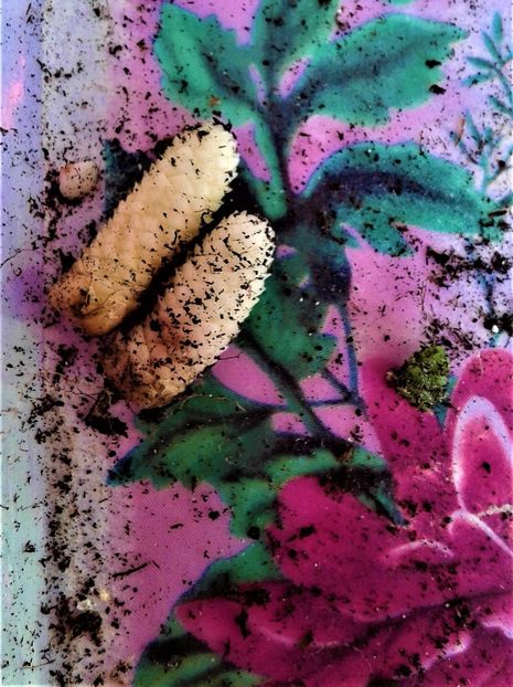  - Rizomii de achimenes 2023 2024