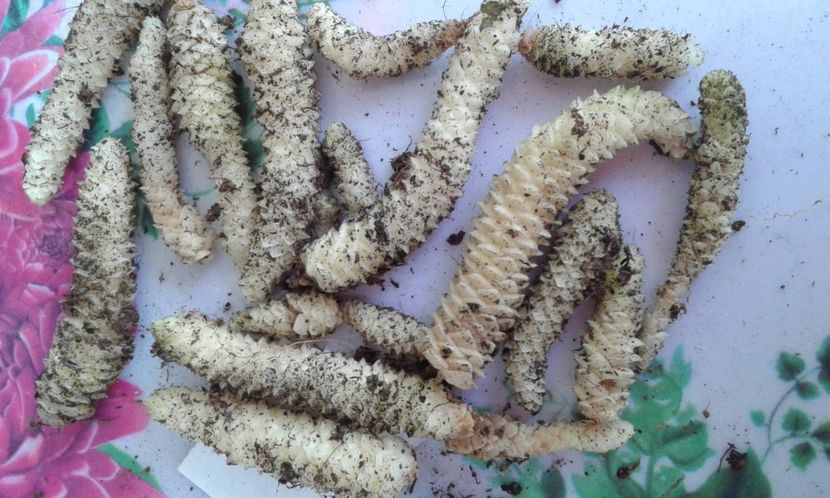  - Rizomii de achimenes 2023 2024