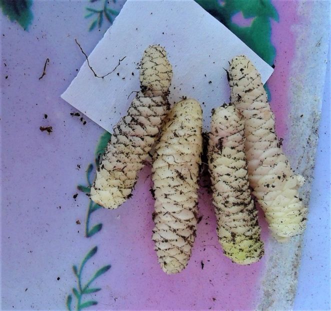  - Rizomii de achimenes 2023 2024