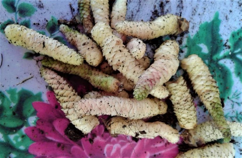  - Rizomii de achimenes 2023 2024