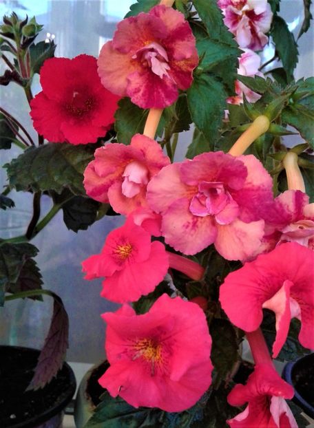  - Rizomii de achimenes 2023 2024