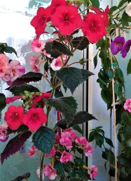  - Rizomii de achimenes 2023 2024