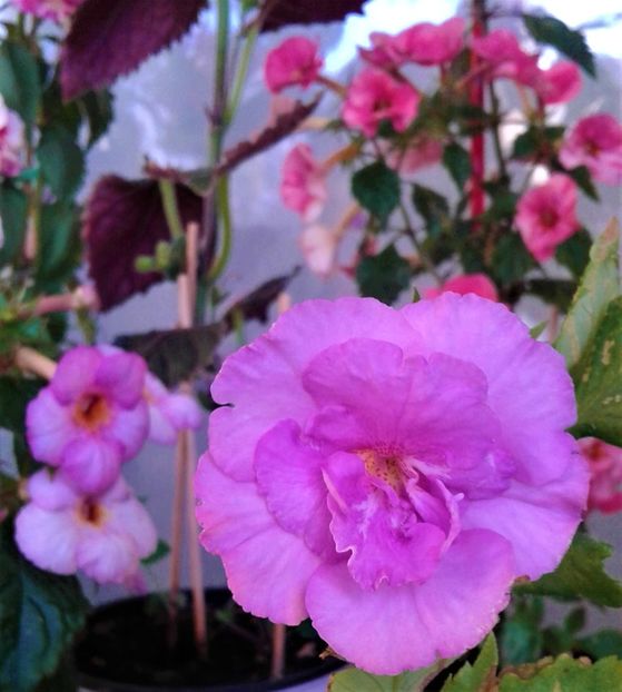  - Rizomii de achimenes 2023 2024