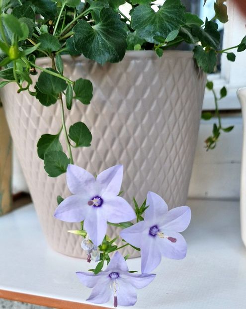  - Campanula alba si bleu