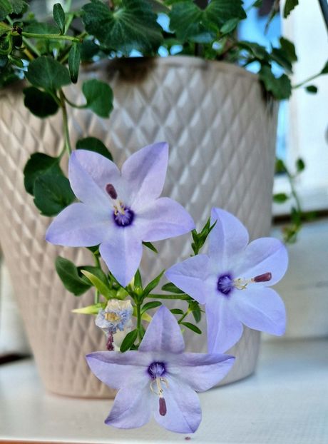  - Campanula alba si bleu