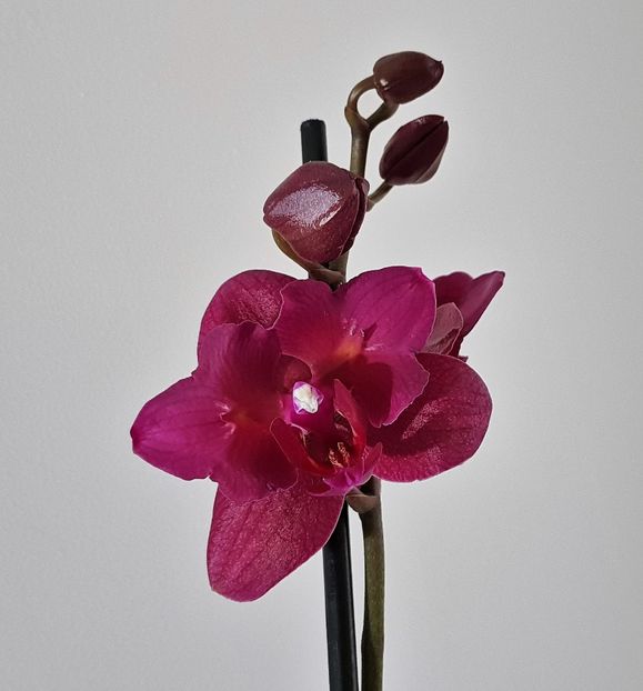  - Phalaenopsis 2